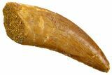 Serrated, Theropod (Deltadromeus?) Tooth - Morocco #329856-1